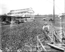 Apple processing at National Fruit